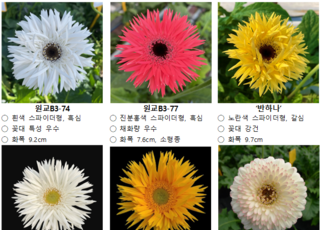 농진청, 소형·신화형 거베라 신품종 공개...‘반하나·소미’ 시장 선호도↑
