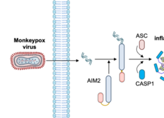 질병청, 엠폭스 중증화 유발 핵심 단백질 ‘AIM2’ 규명