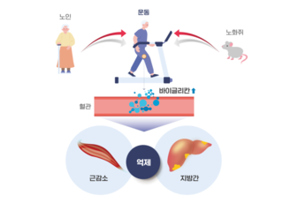 질병청 “운동하면 근감소·지방간 동시에 개선”…근육호르몬 효과 규명