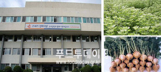 강화군청사, 강화 약쑥, 강화 순무