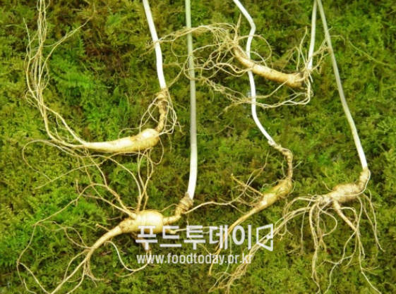 생극군량산 산양산삼 농장에서 재배한 산양산삼