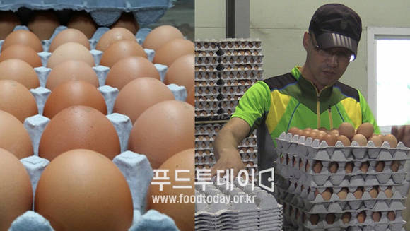 계란 유통업자 계란 포장하는 모습