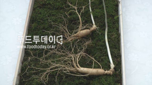 산양산삼