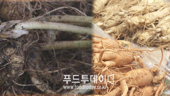 산양산삼, 인삼