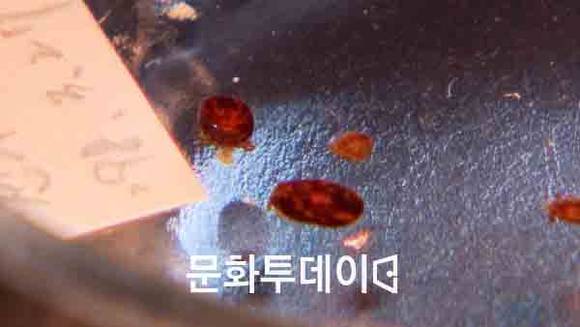 쯔쯔가무시 벌레