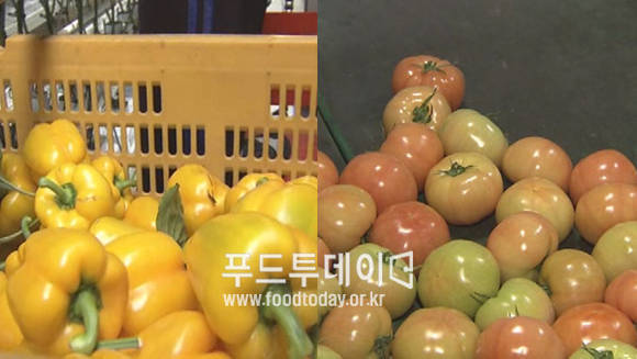 파프리카, 토마토 수확