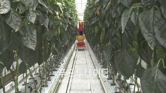 파프리카 재배 단지