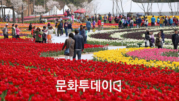 튤립축제