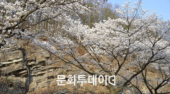 청풍호 벚꽃