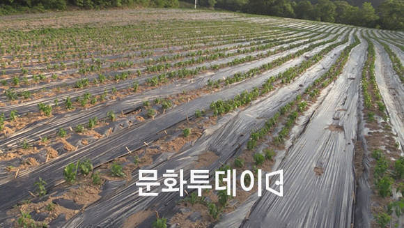 충북 제천시 백수오 밭