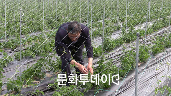 충북 제천시 백운면 백수오 재배 밭