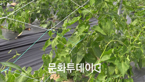 충북 제천시 백운면 백수오 재배 밭