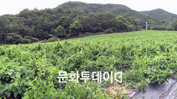 충북 백수오 밭