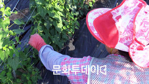 백수오 재배 농민