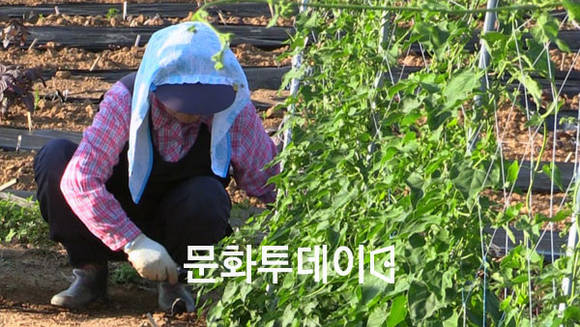 백수오 재배 농민