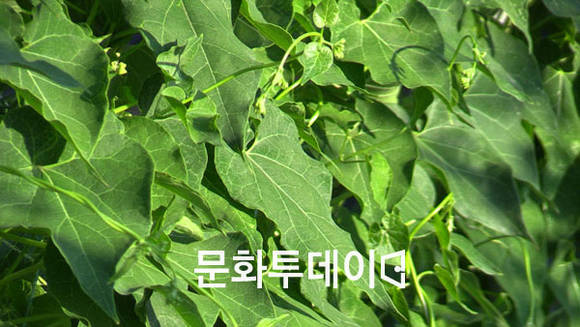 백수오 잎