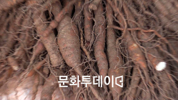 백수오