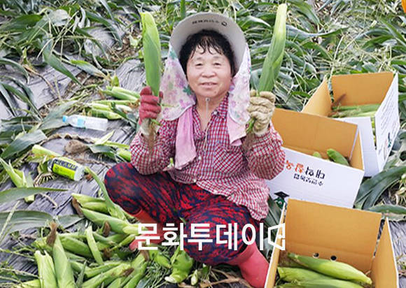 수안보 안보리에서 한 농민이 대학찰옥수수를 수확해 포장하고 있다.