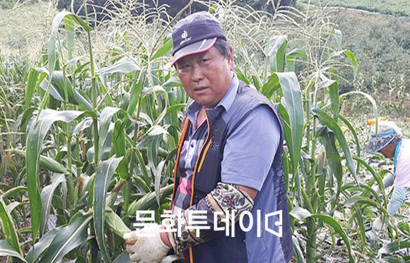 수안보면 안보리 이금복(60)씨가 대학찰옥수수를 수확하고 있다.