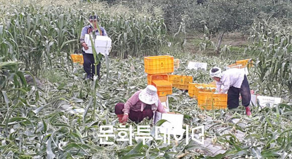 충주 수안보면 안보리 찰 옥수수 밭