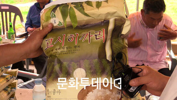 교동면 고시히까리