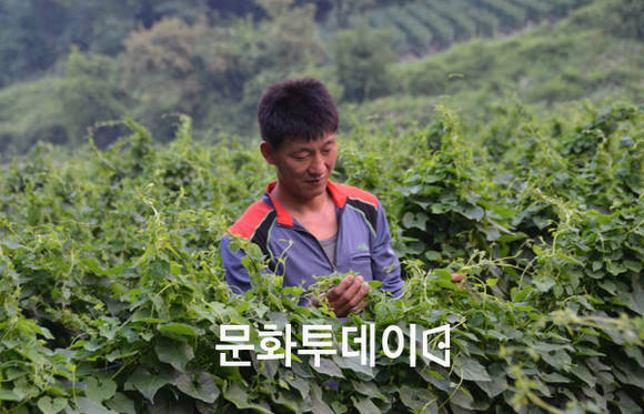 제천시 봉양읍 백수오 재배 농민
