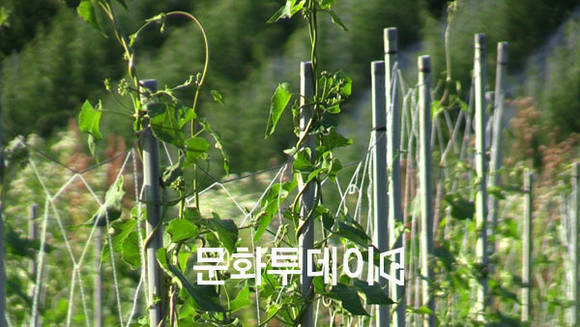 제천시 재배되고 있는 백수오