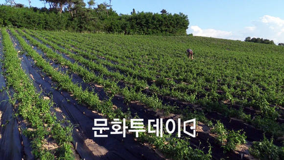 제천시 백수오 밭