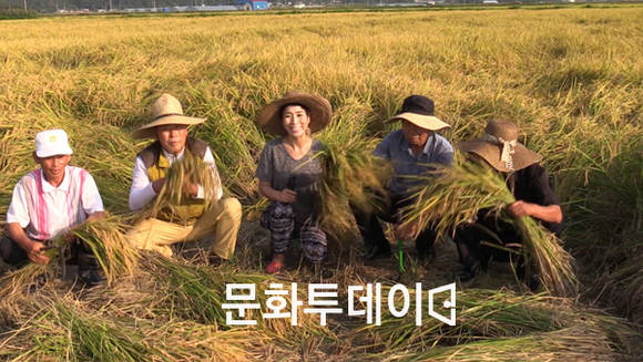 강화군 벼베기
