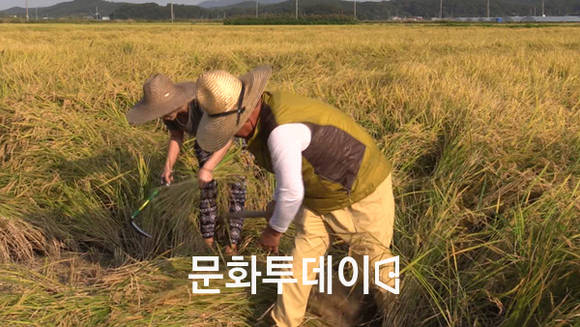 강필희 강화섬쌀전국벼베기대회추진위원장, 강화섬쌀 홍보대사 가수 박승희가 벼베기를 하고 있다.