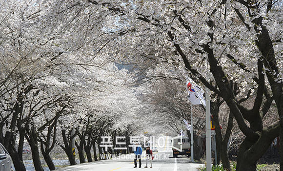 봄바람이 흩날리는 봄을 맞아 가족과 친구, 연인 등 남녀노소 누구나 청풍호반의 봄날의 정취와 활짝 핀 벚꽃을 볼 수 있는 제천 청풍호 벚꽃축제가 오는 4월 7일~9일 충북 제천에서 열린다.