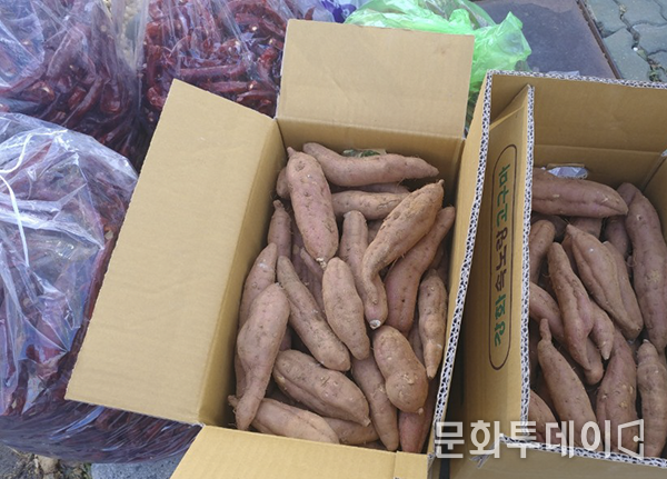 강화 온수리 5일장터 속노랑 고구마 