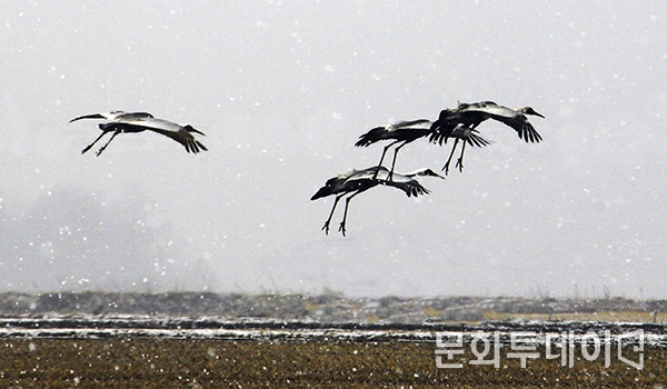 강원도 철원평야 두루미 서식지
