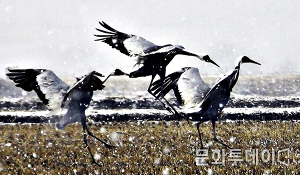 강원도 철원평야 두루미 서식지
