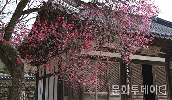 사찰에 홍매화가 활짝 피어난 모습