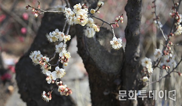 봄을 알리는 매화꽃이 활짝 피어난 모습
