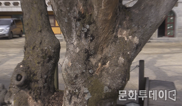 강화도 적석사에 있는 부부목
