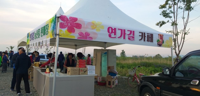 초동연가길 코스모스 축제 (밀양시)