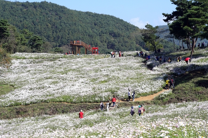 구절초 축제 (정읍시)