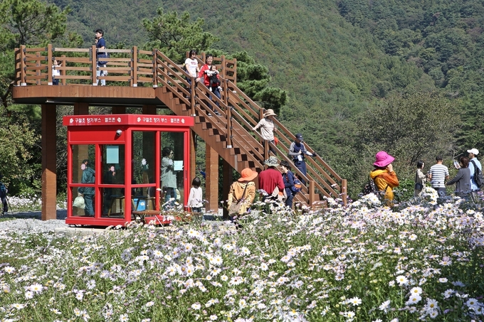구절초 축제 (정읍시)