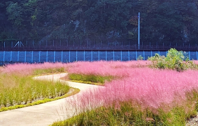 핑크뮬리 (장흥군)