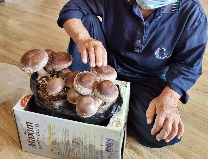 표고버섯 키우기 (괴산군)