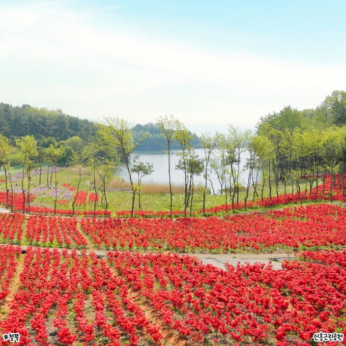 익산 봄꽃 (익산시)