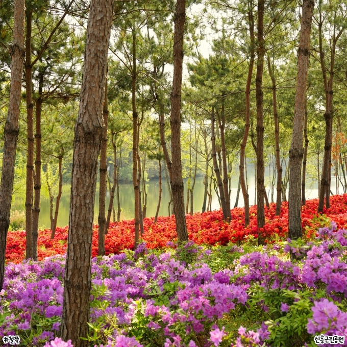 익산 봄꽃 (익산시)