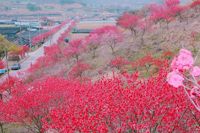 금산 홍도화 (충청남도)