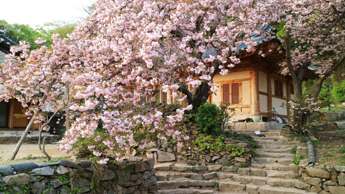 서산 개심사 왕벚꽃 (충청남도)