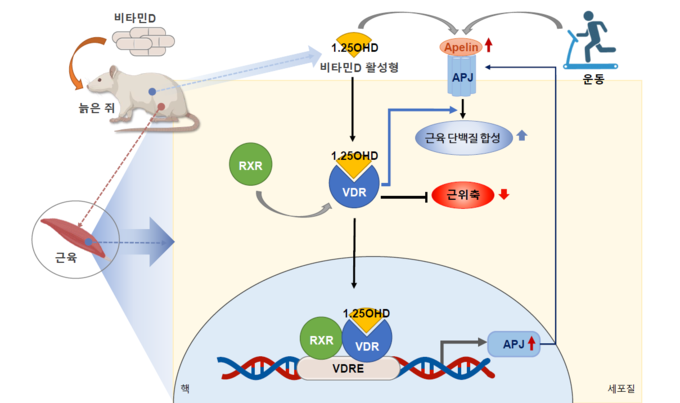 비타민D 섭취에 따른 근감소증 예방 기전 모식도 (질병관리청 제공)