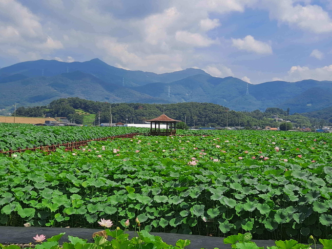 밀양 연꽃단지 (밀양시)