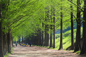 담양군, 메타세쿼이아길 입장료 전액 환급…지역상품권으로 관광 소비 유도