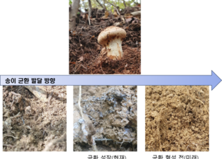 “송이는 토양이 만든다”…균환 발달 따라 미생물·영양분 구조 변화 규명
